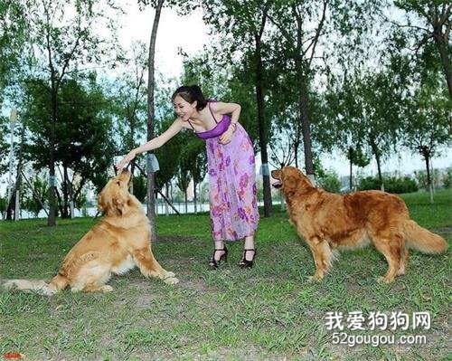 养狗一定要选金毛犬，理由很简单，就6点！