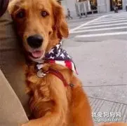 为什么金毛犬会抱你大腿？这个行为的背后，居然有这么多原因！