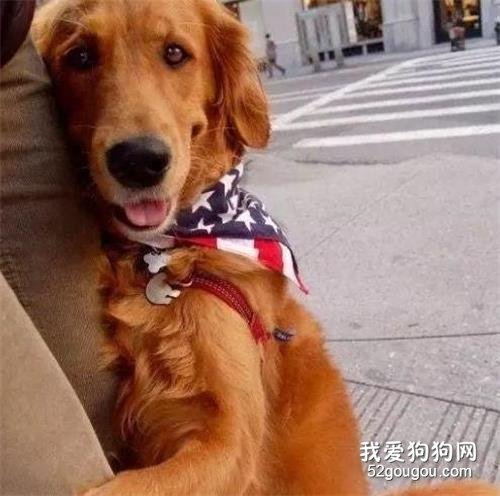 为什么金毛犬会抱你大腿？这个行为的背后，居然有这么多原因！