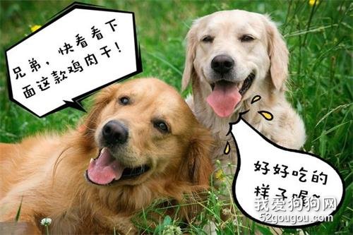 为什么金毛犬会抱你大腿？这个行为的背后，居然有这么多原因！