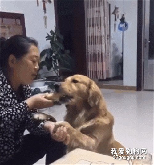 为什么金毛犬会抱你大腿？这个行为的背后，居然有这么多原因！