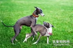 意大利灵缇犬幼犬饲养方法