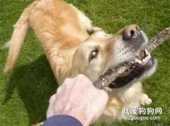 狗狗在哪些情况下会伤人