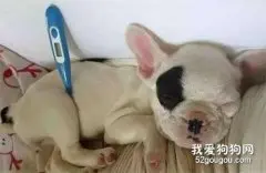 狗狗发烧怎么处理好?