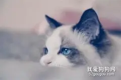 猫咪为什么会在床上撒尿？六大原因你应知晓！