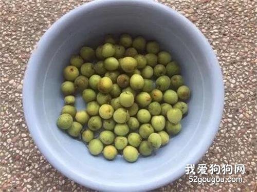 新摘的梅子味道总怪怪的，隔天抓到凶手后，主人都被气笑了！