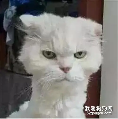 网友为了省点钱，于是自己动手给猫修毛，结果...
