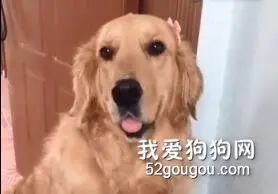 会撒娇的狗狗最好命，小脚跺得也太可爱了！