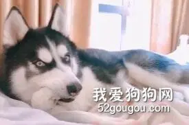 狗狗可爱行为大赏，最后一只电的我心里一颤...