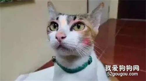 家里的猫和孩子单独待了一会儿之后...