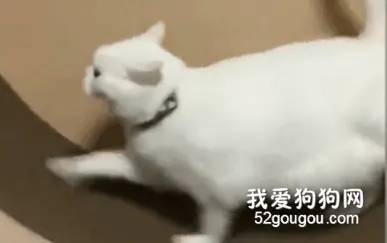 从猫身上看到了自己的减肥日常，太真实了！