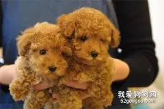 刚买回家的狗狗，一定要谨记这几点，以免害了它