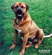 狗狗骨炎的防范措施