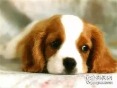 为什么狗狗会眼屎多？