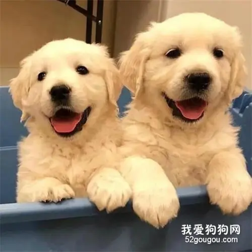 金毛幼年期视频大合集，这都是些什么小天使呀！