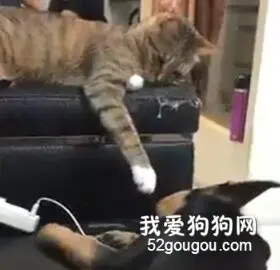 猫咪见狗狗睡着了，摸了摸后，突然...