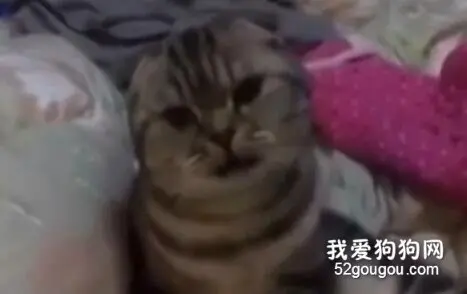 主人在教猫咪叫妈妈，结果猫咪这反应也是没谁了，萌爆...