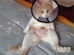 猫咪绝育手术的注意事项