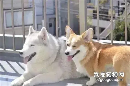 二哈拆家成瘾，连垃圾桶都被铁笼保护，直到来了只柯基...