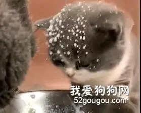 这位猫妈妈喝的是忘崽牛奶吗？快看看孩子吧！
