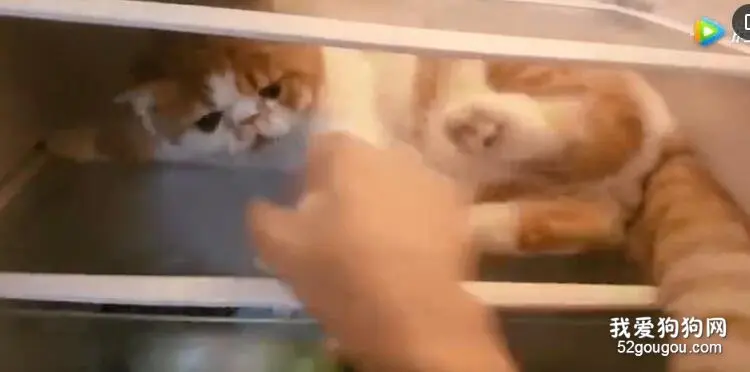天气渐热，网友家的猫竟然躲进了冰箱，拉都拉出来...