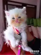 网友家的小猫配色....哈哈哈，笑死了...