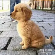 金毛吃起东西来，真的是毫无形象可言！