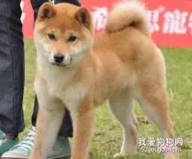 柴犬的听话性和服从性如何训练？