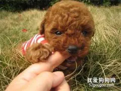 新手饲养泰迪犬的7个问题