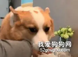 你永远不知道，吃货狗可以做出什么离谱的事情！