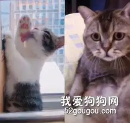 性感猫咪，在线撩汉！这谁受得了啊！