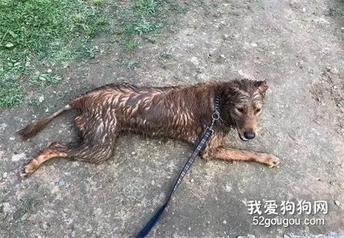 出门遛个狗，结果狗被掉包了？麻麻愣了：你谁，我狗呢！
