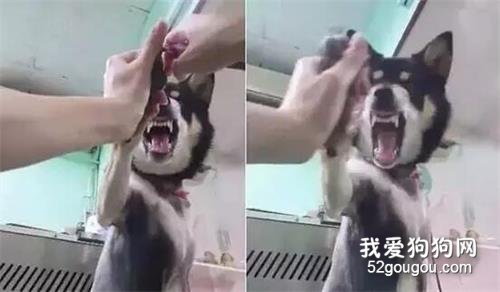 台湾一只黑柴剪指趾甲表情超夸张