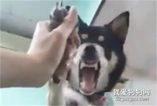 台湾一只黑柴剪指趾甲表情超夸张：“快给老子住手！”