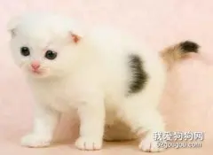 养一只猫怎么样？需要了解哪些知识？