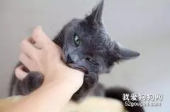 下面三种情况小心猫咪会咬人