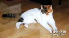 猫咪为什么喜欢在家到处乱撒尿？