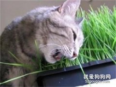 猫吃草，是正常现象吗？
