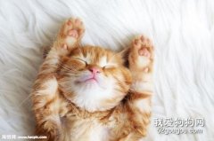 猫咪一天要睡多久？