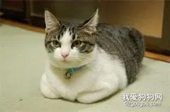 猫咪为什么喜欢揣着小手？