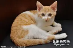 如何理解猫咪尾巴动作的含义？