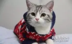 猫咪可以穿衣服吗？