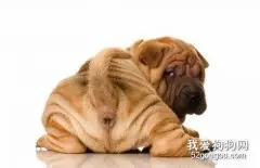 狗的肛门腺到底应不应该挤？