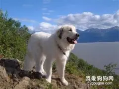 养一只大白熊犬是怎样一种体验？