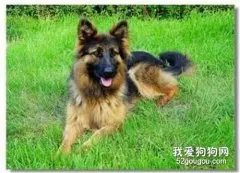 春季狗狗寄生虫病高发期，宠主该如何应对？