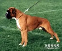 成年的狗狗会得细小吗？