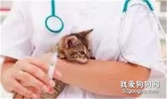 如何护理有哮喘的猫猫？