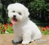 小心犬、猫眼科疾病-结膜炎