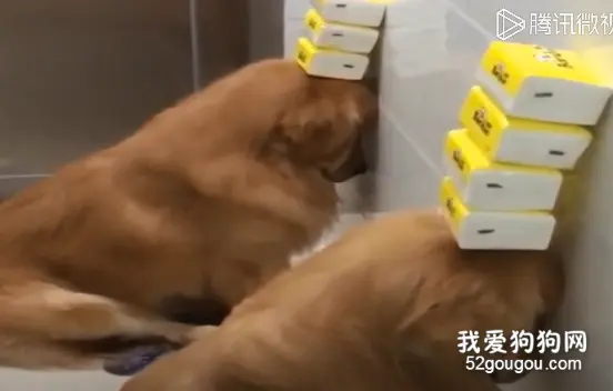 2只金毛拆家遭到主人的惩罚，看到主人这样惩罚它，我忍不住笑了