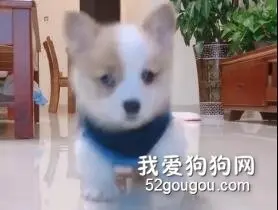 没学会走就想向前跑！小狗狗们的这个阶段太萌了！